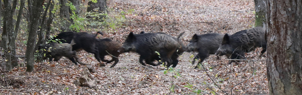 Running Boar