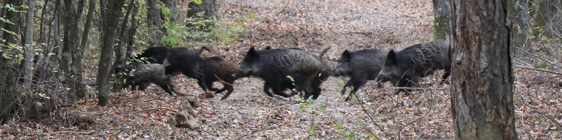 Corinium Rifle Range Driven Boar