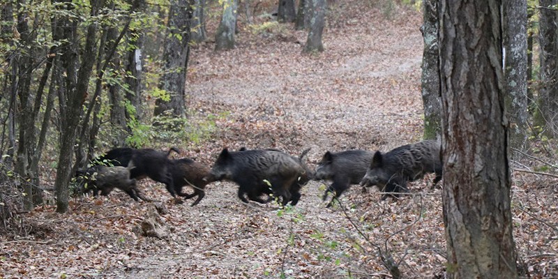 The Running Boar Club